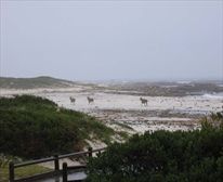 Eland on beach - Table Mountain National Park