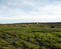 Abrahamskraal - West Coast National Park
