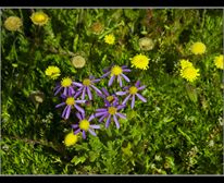 West Coast flowers - West Coast National Park